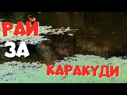 Видео: СТРАХОТНИ КАРАКУДИ на ЦАРЕВИЦА./ КАРАСИ на ПОПЛАВОК!