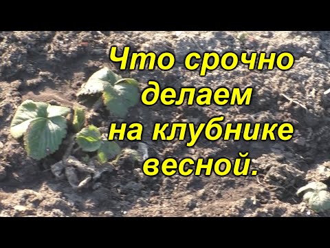 Видео: Всё, что нужно сделать на клубнике весной (самое нужное)