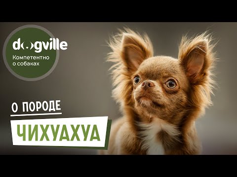 Видео: Чихуахуа - О породе - Выбор щенка
