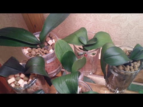 Видео: Обзор ОРХИДЕЙ реанимашек..наращиваем корни..над водой..в пеноплэксе и керамзите..31.03.2020