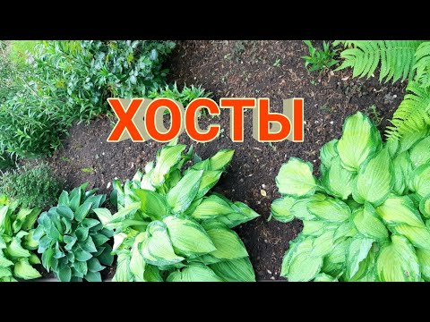 Видео: ВСЕ О ХОСТАХ  В МОЕМ САДУ
