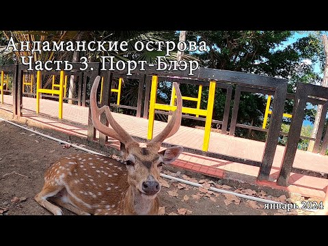 Видео: Андаманские острова. Часть 3. Порт-Блэр