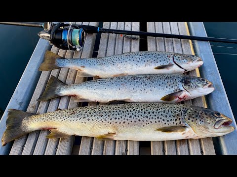 Видео: Ловим ФОРЕЛЬ в стае ДЕЛЬФИНОВ!🐬 Ловля морской форели в Норвегии