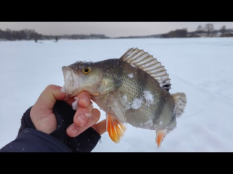 Видео: ВОТ ЭТО ПОКЛЕВКА!!! Чуть не оставила брата без удочки!