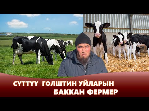 Видео: Талас: Сүттүү голштин уйларын баккан фермер | Жаратман