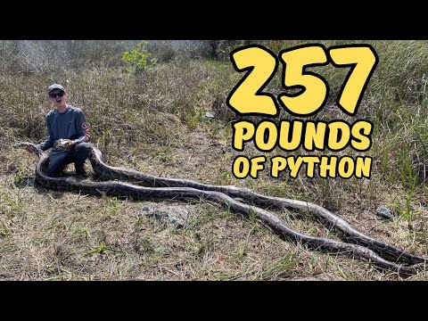 Видео: Поймать сразу двух 17-футовых питонов