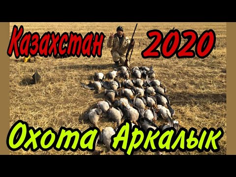 Видео: Охота в Казахстане Аркалык.Очень много гусей.Красивые налеты.Утрянка серия№1