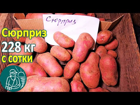 Видео: Сюрприз в жарком климате от посадки до урожая 🥔 Выращивание картофеля 🌿 Опыт Гордеевых