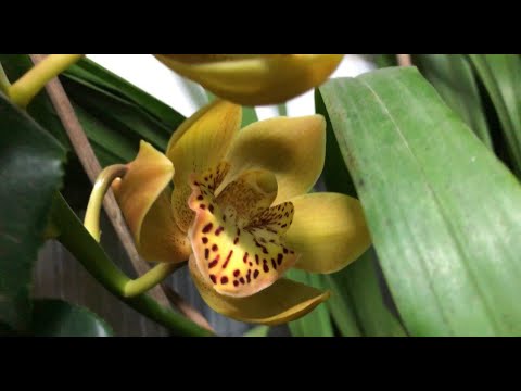 Видео: 🍋🌹Краски осени. Растения заезжают на зимовку. Расцвел первый в этом сезоне цимбидиум🌹🍋