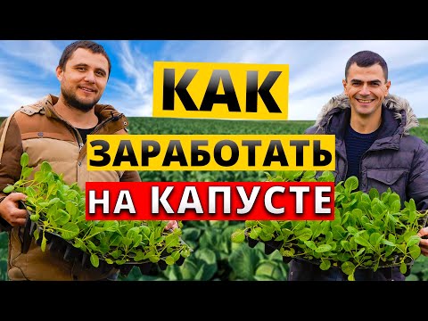 Видео: Выращивание ранней КАПУСТЫ от РАССАДЫ до УРОЖАЯ!