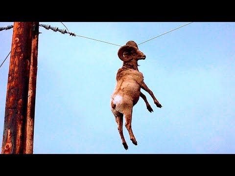 Видео: Хүмүүсээс тусламж эрсэн амьтад |1-р хэсэг|