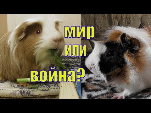 Видео: КАК ПОЗНАКОМИТЬ МОРСКИХ СВИНОК /ПЕРВОЕ ЗНАКОМСТВО