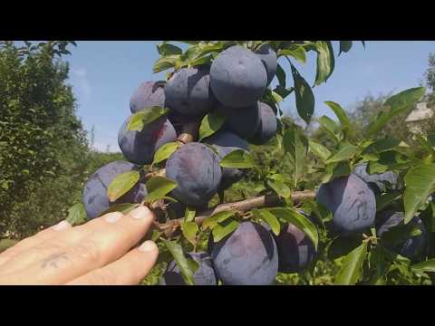 Видео: Слива диплоидная сорт  Бербанк Гигант(plum Berbank Gigant). Плюсы и минусы этого сорта
