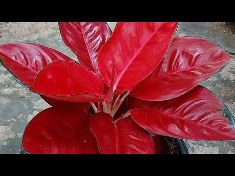Видео: Кызыл аглонема🌿🌿🌿 гулуно кам коруу