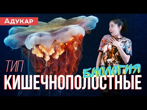 Видео: Тип кишечнополостные. Зоология | Биология ЕГЭ, ЦТ