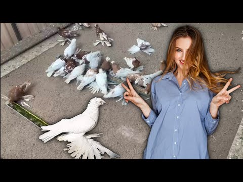 Видео: Переживи 100 Дней в Голубятне, Выиграй $500,000! Двухчубые голуби. Tauben. Pigeons. Palomas.