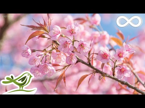 Видео: 10 часов расслабляющей музыки • Музыка для сна, успокаивающая фортепианная музыка, музыка для сна