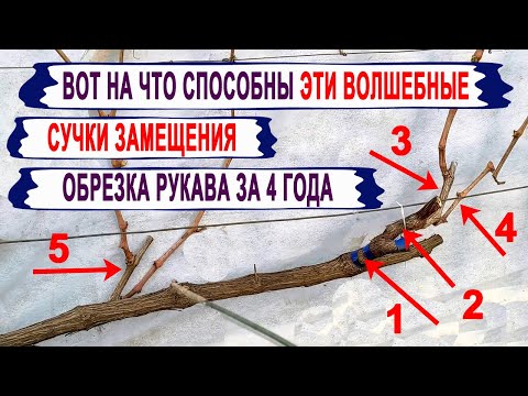 Видео: 🍇 Идеальная обрезка винограда 4 года подряд. Как сформировать на рукаве несколько плодовых звеньев?