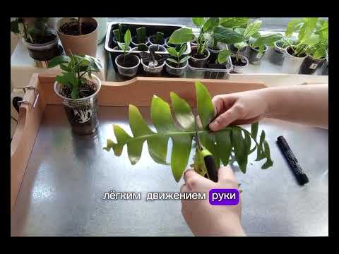 Видео: Эпифиллум марниера (царица ночи) размножение, часть 1.