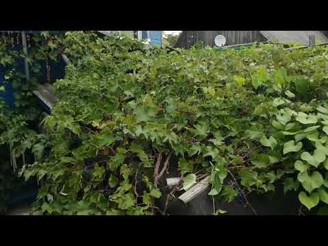 Видео: Шабреву устойчивый красноягодный сорт винограда