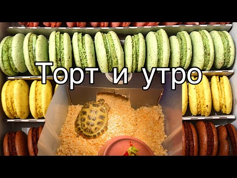 Видео: Утро Тортика (Сухопутной среднеазиатской черепахи)