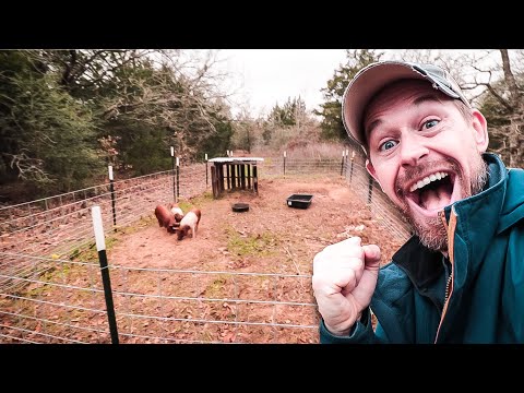 Видео: Выпасные свиньи {РУКОВОДСТВО для начинающих по началу работы с поросятами}