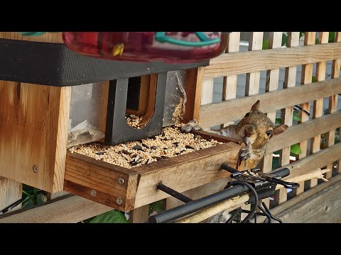Видео: Годівниця онлайн 🐦📺🐿️ | Bird feeding online cam #bird #feeding #online #cam