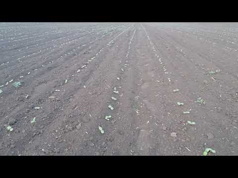 Видео: Поле подсолнечника Тунка ЛГ, после 14 дней посева  Обработка прометрин и ацетохлор 2 и 2л на га