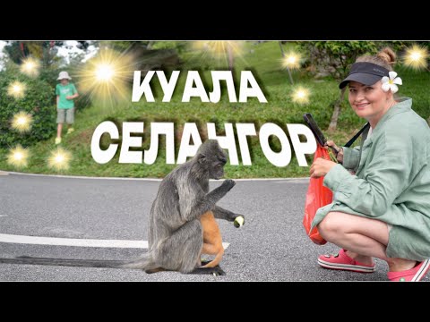 Видео: Светлячки и Лангуры - Добрые Обезьяны Селангор Малайзия