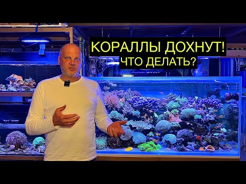 Видео: ICP ТЕСТ В МОРСКОМ АКВАРИУМЕ. ЧТО ЭТО? ЗАЧЕМ НУЖЕН?