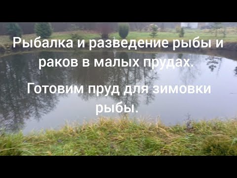 Видео: Рыбалка и разведение рыбы и раков в малых прудах. ( готовим пруд для зимовки рыбы) 