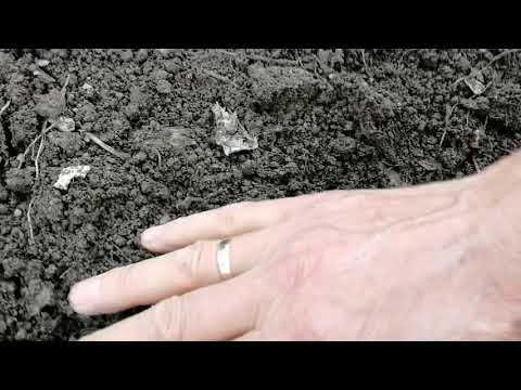 Видео: Киви. Актинидия. Черенкование.