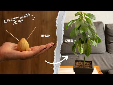 Видео: Най-лесния начин за покълване на авокадо от семка ! 🥑 | Екзотични растения