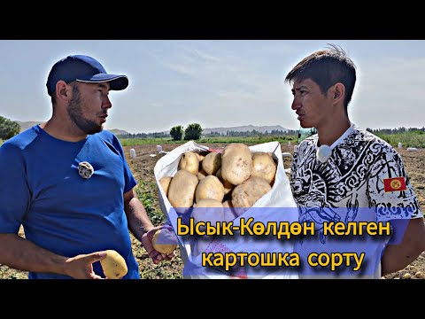Видео: Ысык-Көлдөн келген картошка сорту 2025