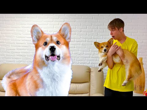 Видео: Огромный КОРЖИК ИЗ БУДУЩЕГО хочет СОЖРАТЬ НАС!! (Корги Коржик) Говорящая собака