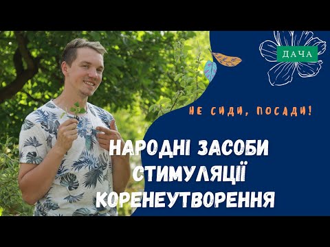 Видео: Народні Засоби Стимуляції Коренеутворення. Стимуляція Утворення Коренів.