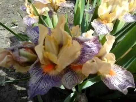 Видео: Карликовые ирисы-лучшее решение для начинающего цветовода!