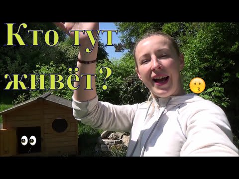 Видео: Кролики декоративные вислоухие, новые окролы. Крольчата и Новый домик для кролика.