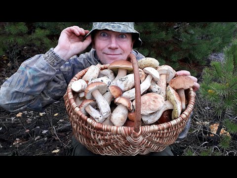 Видео: БЕЛЫЙ ГРИБ - почему его НЕЛЬЗЯ СРЕЗАТЬ!