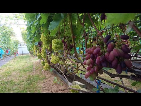 Видео: Виноградник на 12 сентября 2025. Острошицкий городок.Беларусь. 