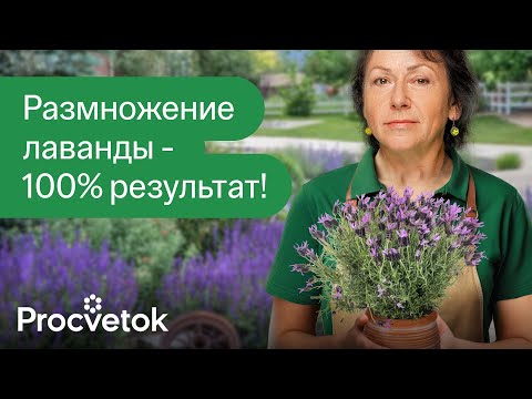 Видео: ЛАВАНДА ИЗ ЧЕРЕНКА ВЫРАСТЕТ ДАЖЕ У НОВИЧКА! Как быстро и просто размножить лаванду?