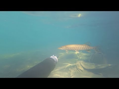 Видео: Первая подводная охота без опыта 2019г.  Ружье таймень 600.