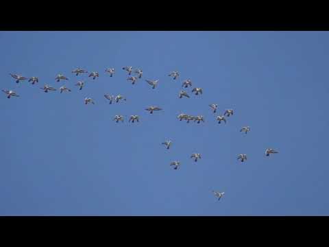 Видео: Голуби ушли в покрытие! Высоколетные голуби.Реальный полет 19.08.2021г.