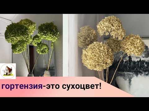 Видео: Гортензия Аннабель -это сухоцвет!