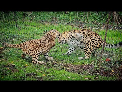Видео: Знакомство леопардов-сложное и очень опасное дело/Getting to know leopards.