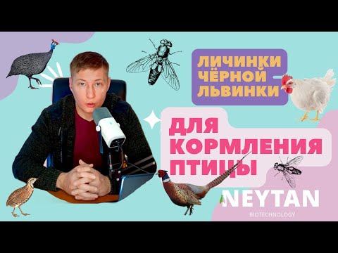 Видео: Кормление птицы сырой личинкой чёрной львинки?#чёрнаяльвинка #bsf #neytan