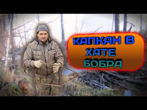 Видео: ПОСТАВИЛИ КАПКАН КП-320 В БОБРИНУЮ НОРУ.#2
