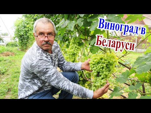 Видео: 🔴🔴Виноградник Ляшкевича Дмитрия. Минская область. Беларусь.