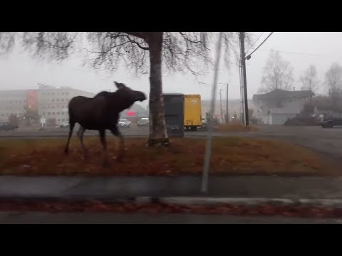 Видео: США.  Аляска . Анкоридж.  Встреча с Лосем.