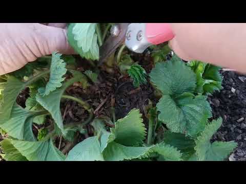 Видео: Весенняя чистка кустов клубники.  Как правильно почистить кусты клубники?